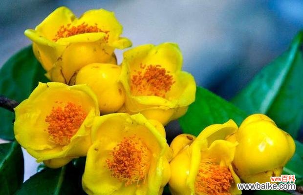 解读金华市花紫藤花的文化背景和生态特点 金华市花——紫藤花的意义与魅力