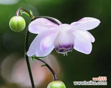 金丝菊的美丽与多样化——探寻其鲜花语言 金丝菊的花语与象征意义