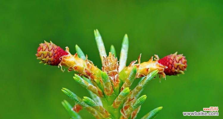 寓意与传承 松树绽放的奇迹