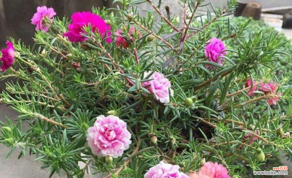 探索以太阳花的深层含义 以太阳花的象征意义及鼓舞人心的力量