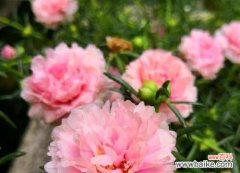 探索以太阳花的深层含义 以太阳花的象征意义及鼓舞人心的力量