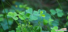 寻找幸运的奇迹 四叶草的花语——幸运与希望