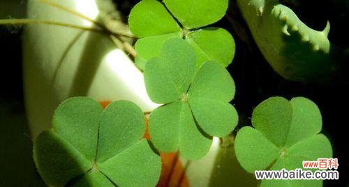 寻找幸运的奇迹 四叶草的花语——幸运与希望