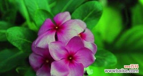 四季梅的花语和寓意 四季梅