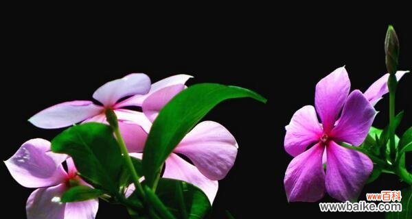 四季梅的花语和寓意 四季梅