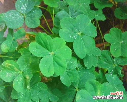 幸运与希望的象征 四叶草的寓意与象征