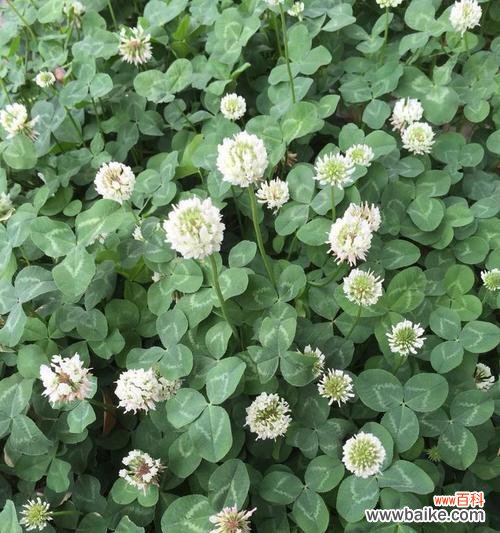 幸运与希望的象征 四叶草的寓意与象征