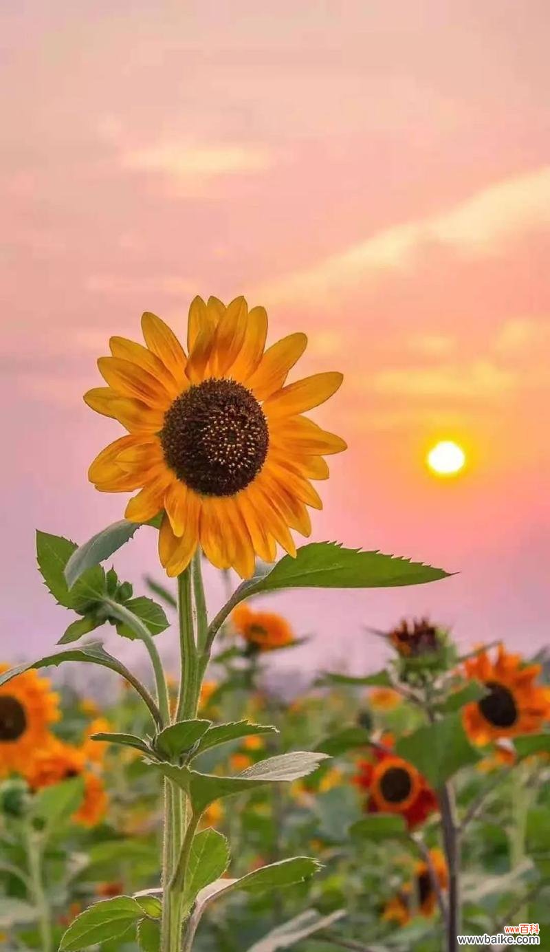 探寻以太阳花的深层含义 以太阳花的象征意义和代表意思