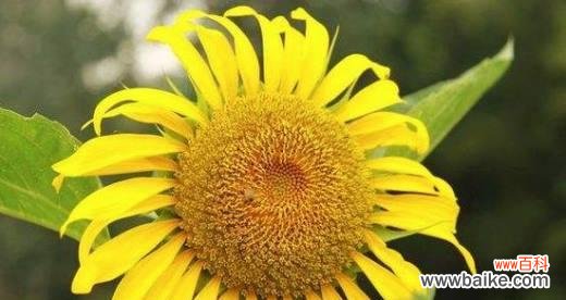 阳光与希望的象征——以太阳花的美丽花语 以太阳花的花语及其象征意义