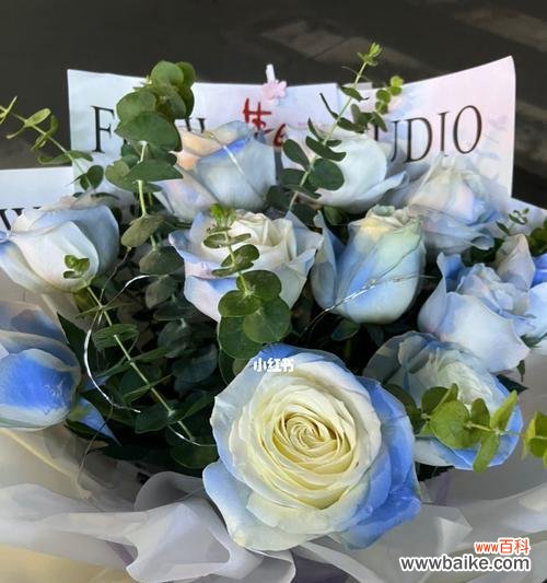 揭开碎冰蓝花所传达的微妙情感 碎冰蓝的花语及意义解析