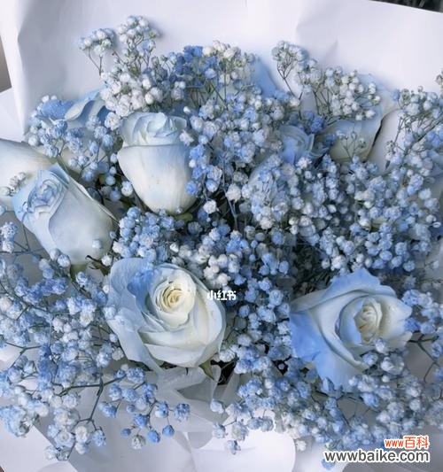 揭开碎冰蓝花所传达的微妙情感 碎冰蓝的花语及意义解析