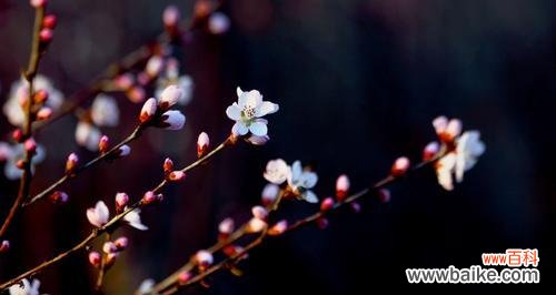 探寻桃花的文化内涵与象征意义 桃花的象征意义与寓意