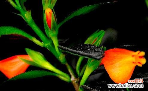 探索金鱼花的花语及其象征意义 金鱼花花语之美丽与独特性