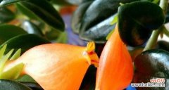 探索金鱼花的花语及其象征意义 金鱼花花语之美丽与独特性