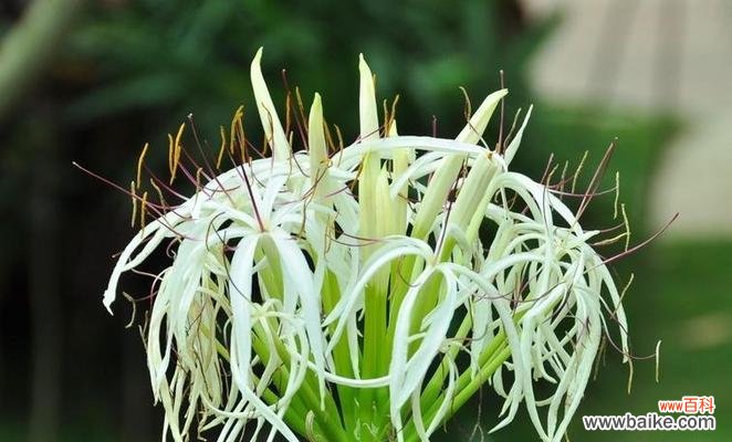 传承与繁荣——晋江市花白兰花的美丽故事 晋江市的市花白兰花的象征意义