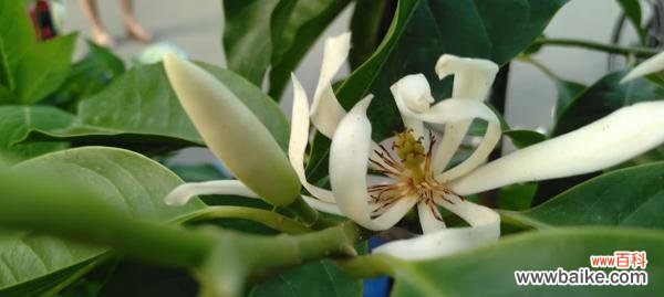 传承与繁荣——晋江市花白兰花的美丽故事 晋江市的市花白兰花的象征意义