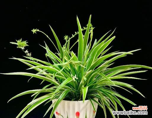 打造温馨生活 以金心吊兰开花寓意与养护技巧