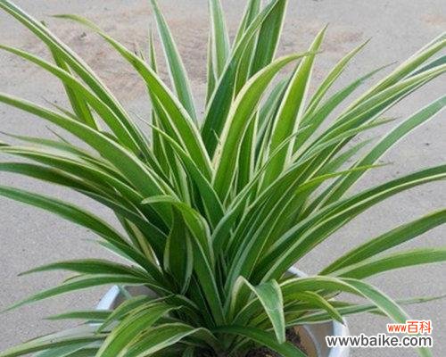 打造温馨生活 以金心吊兰开花寓意与养护技巧