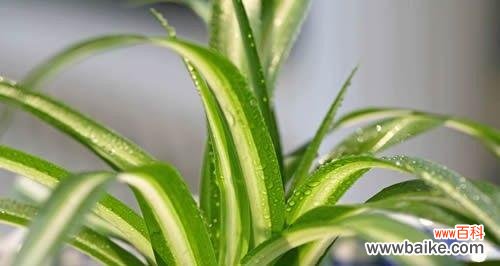 打造温馨生活 以金心吊兰开花寓意与养护技巧