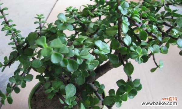 揭秘金枝玉叶的深刻寓意和风水象征 金枝玉叶