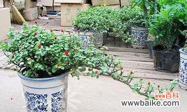 揭秘金枝玉叶的深刻寓意和风水象征 金枝玉叶