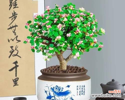 揭秘金枝玉叶的深刻寓意和风水象征 金枝玉叶