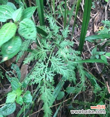 探索韭菜的瑞气之道 韭菜的风水寓意与种植位置