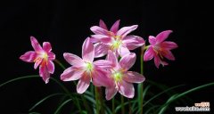 以韭莲花语探索人生的奥秘 韭莲花语