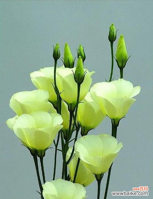 深入探究桔梗的含义 桔梗花语与寓意——美丽与坚韧并存的象征