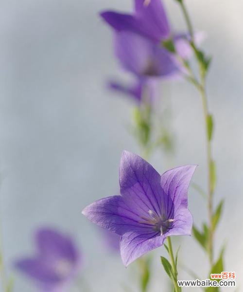 从古至今 桔梗花的象征意义及文化价值