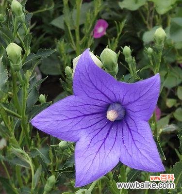 从古至今 桔梗花的象征意义及文化价值