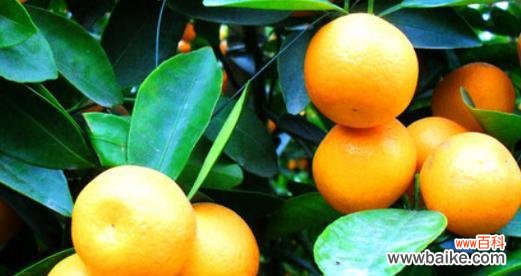 桔子的福气 桔子的象征意义及文化内涵
