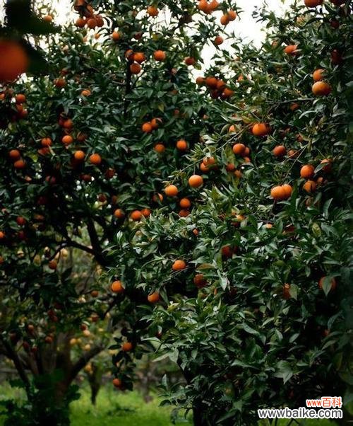桔子树的生命力和财富象征 桔子树的风水寓意与摆放位置
