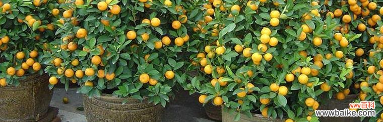桔子树的生命力和财富象征 桔子树的风水寓意与摆放位置