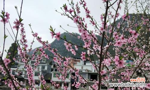 桃花花语和寓意浅析 桃花花语和寓意