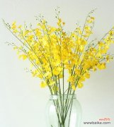 以跳舞兰的优雅姿态传达的美好寓意 舞动兰花的花语与寓意