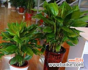 生命力的象征——探究万年青的精神内涵 万年青的象征意义与寓意