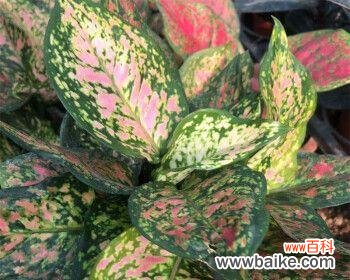 生命力的象征——探究万年青的精神内涵 万年青的象征意义与寓意