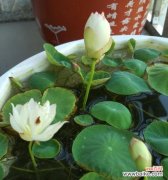 探寻碗莲之美 碗莲花语和寓意解读