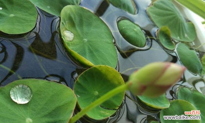 探寻碗莲之美 碗莲花语和寓意解读