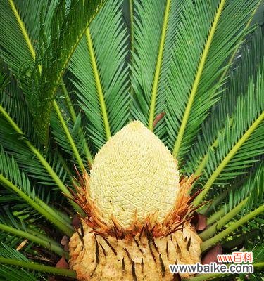 探寻铁树作为象征的深层含义 铁树的象征意义与代表