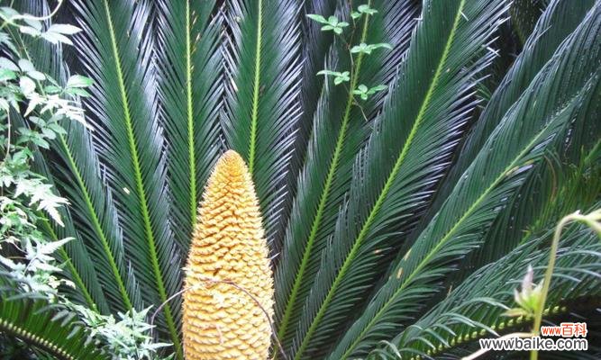 探寻铁树作为象征的深层含义 铁树的象征意义与代表