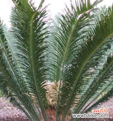 探寻铁树作为象征的深层含义 铁树的象征意义与代表