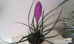 追求生命美好的奇迹——以铁兰开花为例 铁兰开花