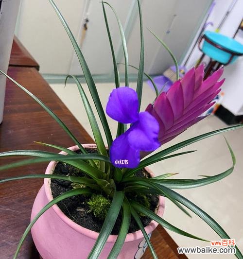 追求生命美好的奇迹——以铁兰开花为例 铁兰开花