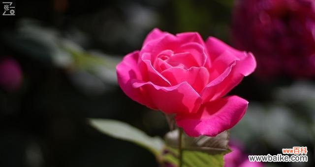 揭秘威海市花紫藤花的历史与象征意义 威海市花——紫藤花的美丽与寓意