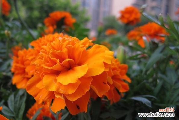 为您揭示万寿菊所代表的吉祥 万寿菊的花语与寓意——寄托美好祝愿的花朵