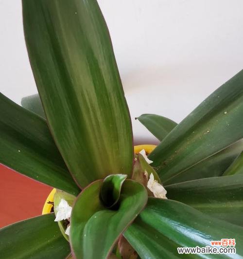 探寻万年青植物的生命力和永恒之美 万年青的象征意义与价值