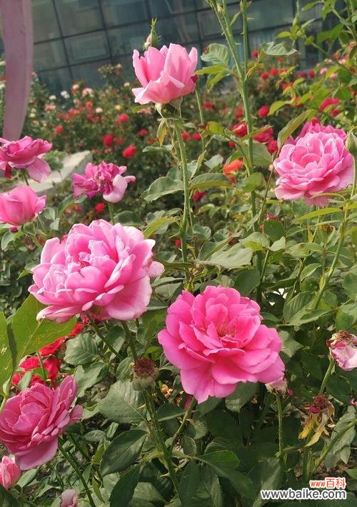 红花玫瑰 乌鲁木齐的市花——红花玫瑰的意义和美丽