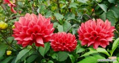 红花玫瑰 乌鲁木齐的市花——红花玫瑰的意义和美丽